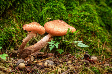 Small mushrooms in the green forest in autumn