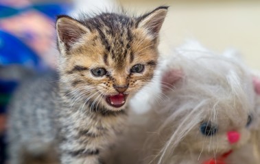 little kitten with defocused background