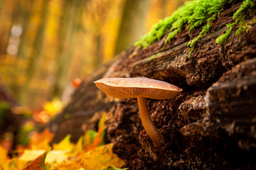 Closeup of wild mushrooms on a forest stump with moss
