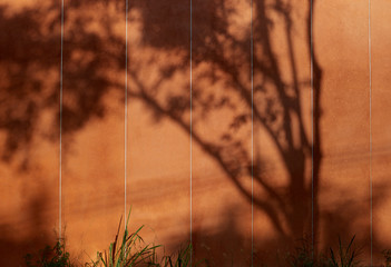 The tree shade on orange wall