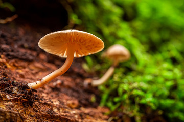 Wild mushrooms on a forest stump in green forest