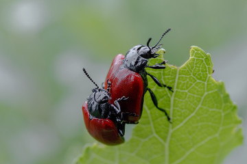 close up: two of the red poplar leaf beetle. Chrysomela Populi mating pair