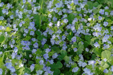 Veronica chamaedrys. Plant with blue flowers in the grass.