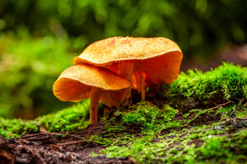 Wild mushrooms growing on green moss in summer