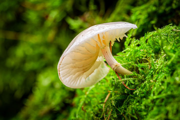 Closeup of beautiful wild mushrooms in the green forest