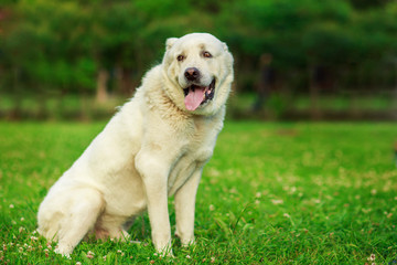 Central Asian Shepherd Dog, outdoor summer