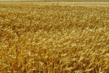 épis de blé dans un champ doré