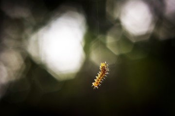 A small yellow Caterpillar hangs on its strand isolated from background