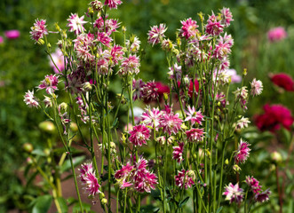 beautiful flowers in nature in the botanical garden