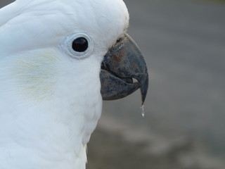 thirsty bird