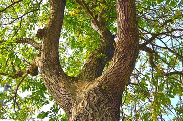 spreading branches and tree trunk close-up