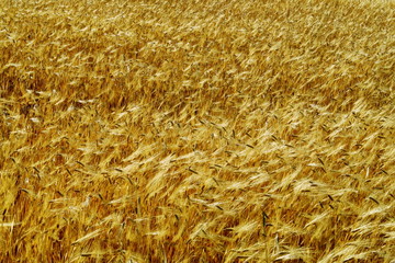 épis de blé dans un champ doré