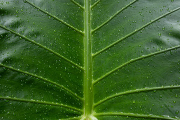 a texture of green leaf with the rain drops rolling on the it