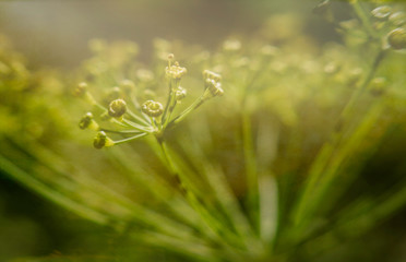 Fresh green dill in the garden. Natural organic seasoning