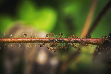 Ants on wet branch