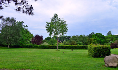 tree in park