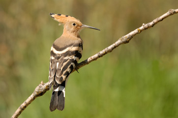 Abubilla posa en una rama © Juan Pablo Fuentes S