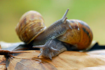 caracoles de campo en las hojas