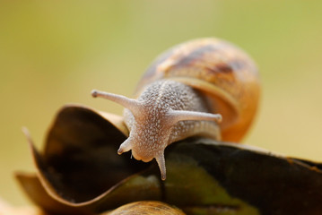 caracoles de campo en las hojas