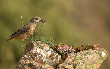 hembra de roquero rojo posa sobre las rocas