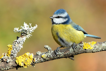 Herrerillo posado en las ramas del bosque