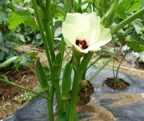 オクラの花