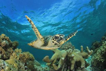 Obraz na płótnie Canvas Hawksbill Sea Turtle on coral reef 