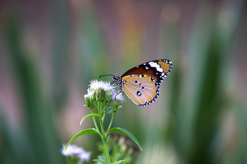 Beautiful Portrait of The Plain Tiger Butterfly  sitting on the flower in a soft green blurry background  during Spring