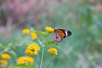 Beautiful portrait of The Monarch  Butterfly on the flower plants in its natural habitat