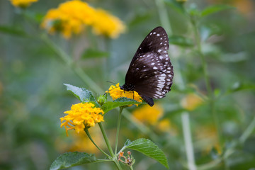 Beautiful portrait of The common crow on the flower plants in its natural habitat