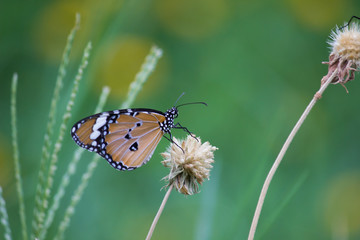 Fototapeta na wymiar Beautiful Portrait of The Plain Tiger Butterfly sitting on the flower in a soft green blurry background during Spring