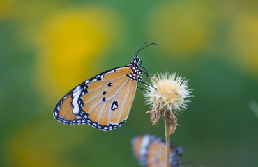 Fototapeta na wymiar Beautiful Portrait of The Plain Tiger Butterfly sitting on the flower in a soft green blurry background during Spring