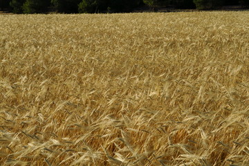 Champs de céréales blondi au soleil avant la moisson.