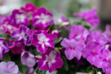Fototapeta na wymiar Pink phlox. Pink flowers. Summer background. Flower Pattern