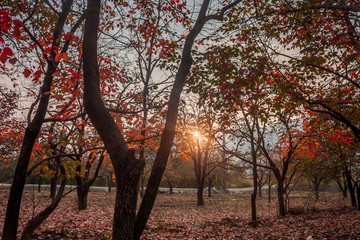 Fototapeta premium persimmon orchard in autumn