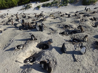 African Penguins colony of Boulders Beach Table Mountain  Nation Cape Bird. South Africa.