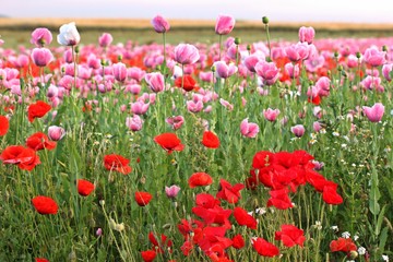 Obraz premium Schlafmohnblüte (Papaver somniferum) mit Klatschmohn in Germerode am Meißner