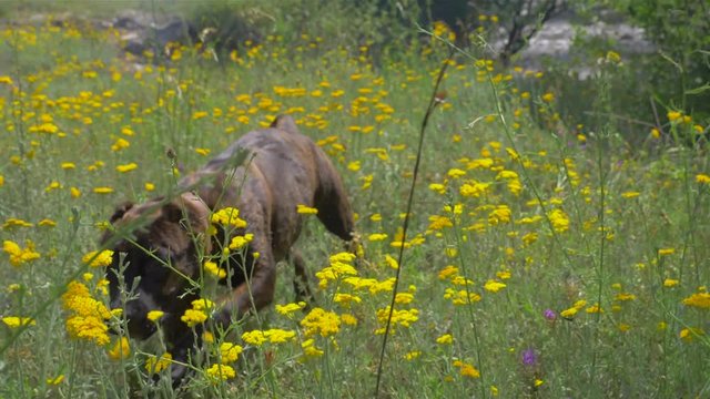The dog playing with a flower .Canary prey dog or canary bulldog