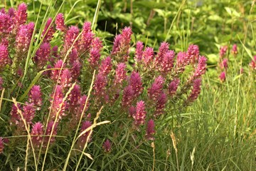 Acker-Wachtelweizen (Melampyrum arvense)