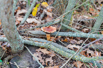 Mushrooms False chanterelle in the autumn forest closeup