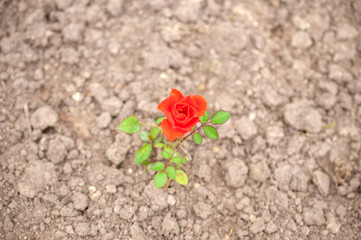 Red little rose in the ground