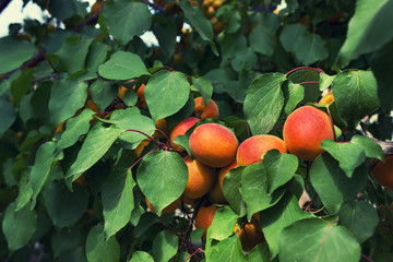  Apricot tree with bright ripe fruits, bottom view. Sunny day.