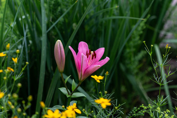 reverse angle view of the first pink lily of the season is opening up