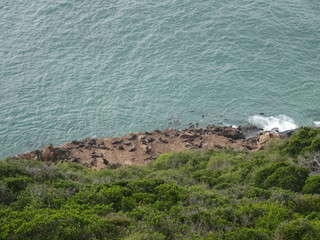 Colony of sea lions Robberg Nature Reserve