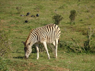 Fototapeta na wymiar Zebras in Addo Elephant Park South Africa