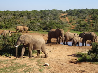 Group of elephants  Addo elephant national park of South Africa