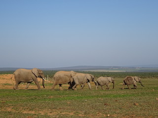 Group of elephants walking in Addo elephant national park of South Africa