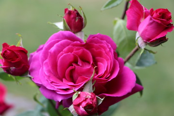 Makro einer pink Rose mit knospen umringt und grünem Hintergrund