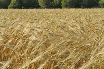 Champ de blé avec épis murs et arbres verts.