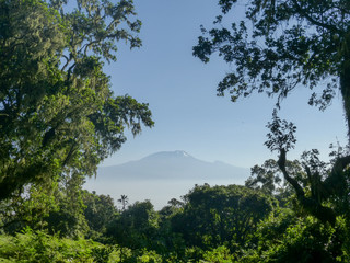 Fototapeta na wymiar majestic snowcapped Mount Kilimanjaro in Tanzania framed by palm fronds and trees